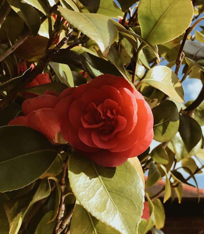 Camellias With Roses Shape 3