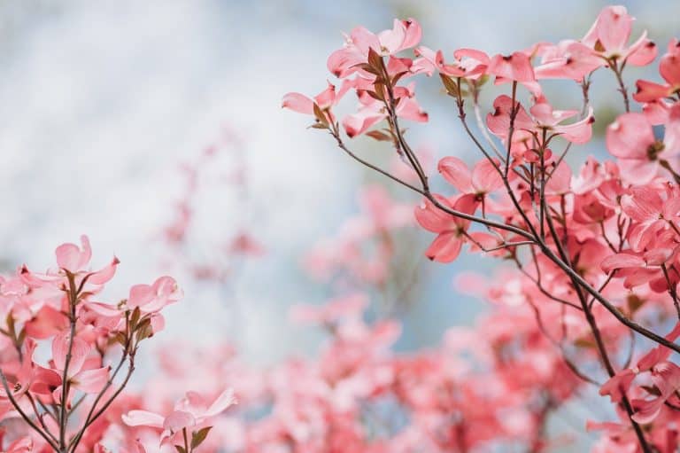 Petals of a Dogwood Flower: The Meaning Behind the Symbol