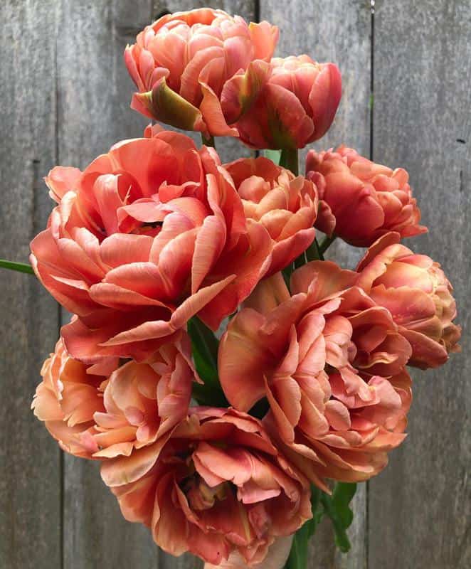 Double Tulips With Roses Shape 2
