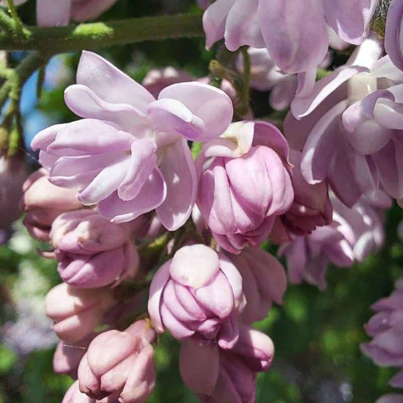Fragrant Lilac 1