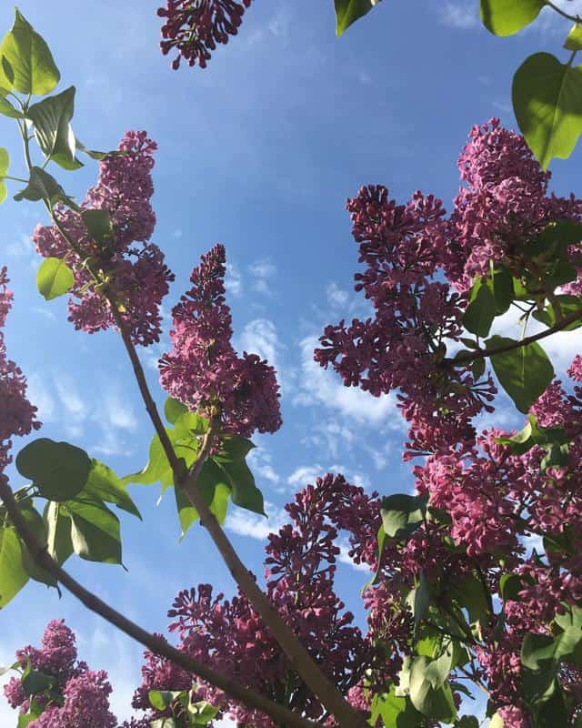 Fragrant Lilac 2