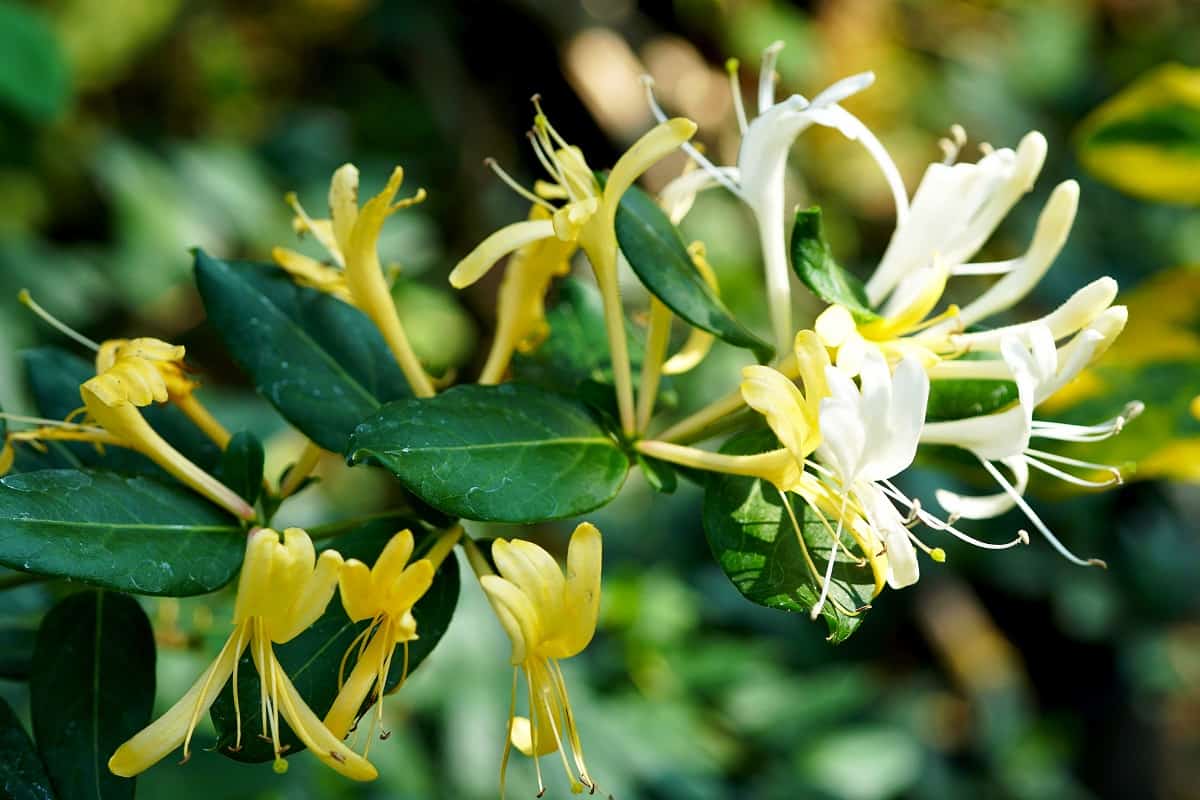 Meaning of Honeysuckle
