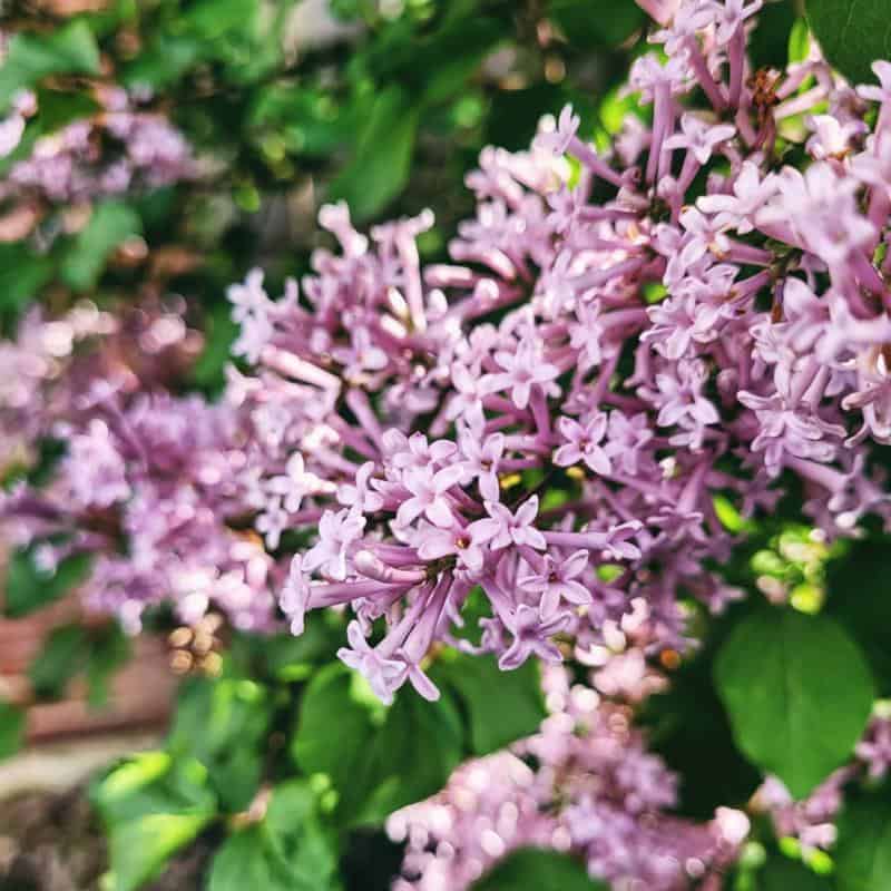 Korean Lilac Tree 1