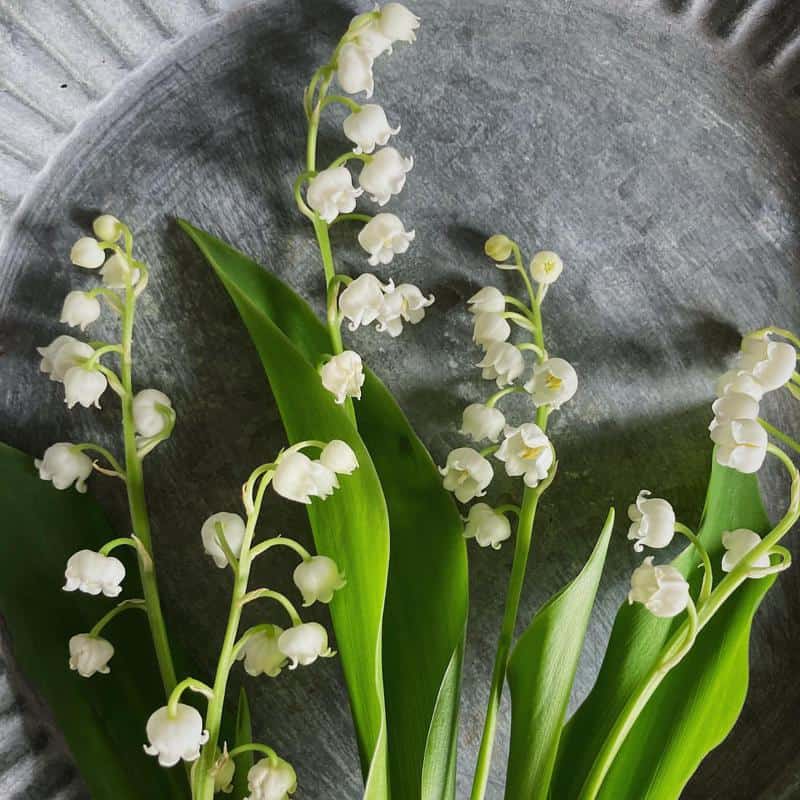 Lily Of The Valley 1
