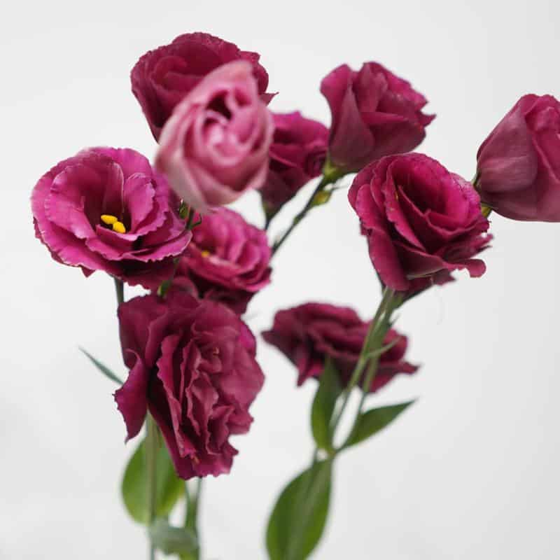 Lisianthus Flowers With Roses Shape 2