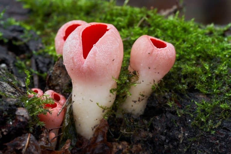 Mushrooms That Look Like Flowers: Why It Happens (and 10 Examples)