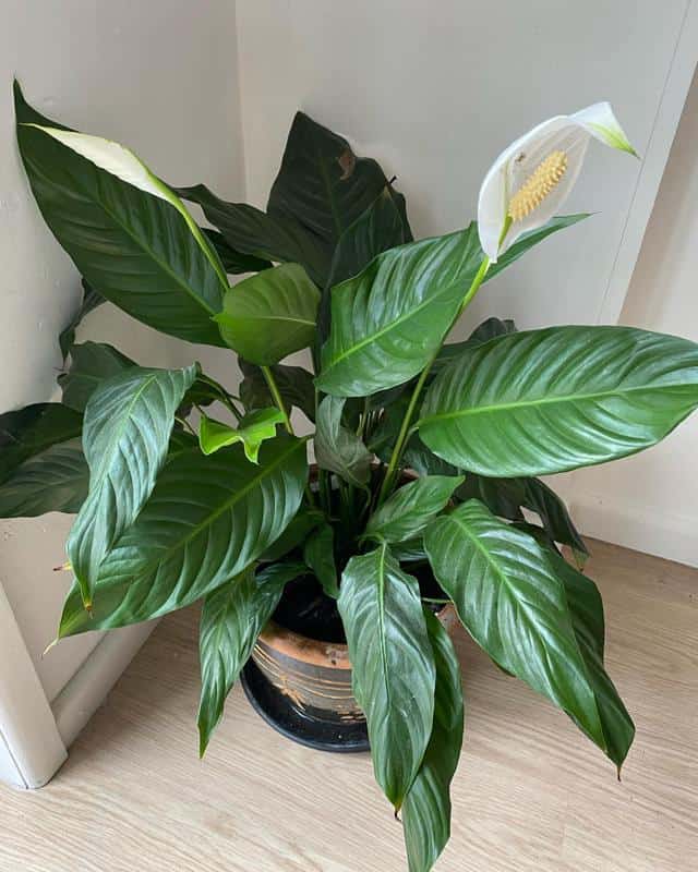 Peace Lily (Indoors)