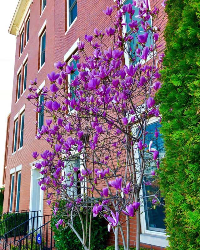 Purple Lily Magnolia 2