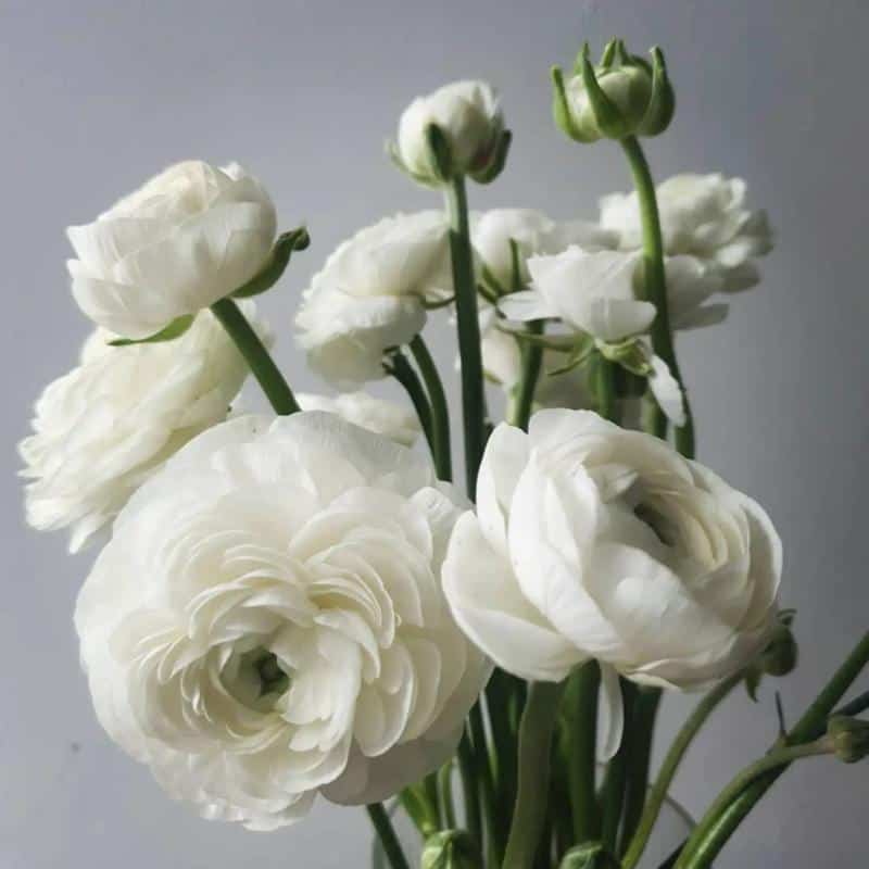 Ranunculus With Roses Shape 3