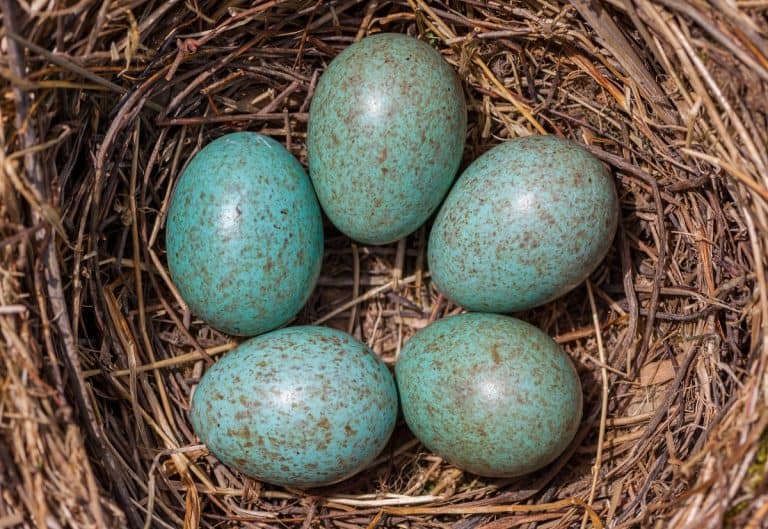 7 Bird Species With Blue Eggs: The Particularities Of Blue Eggs