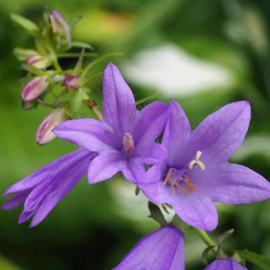 Campanula Latifolia Flower