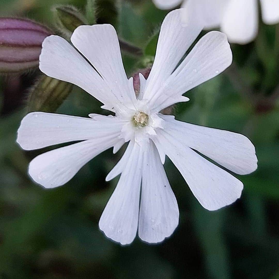 Campion Flower