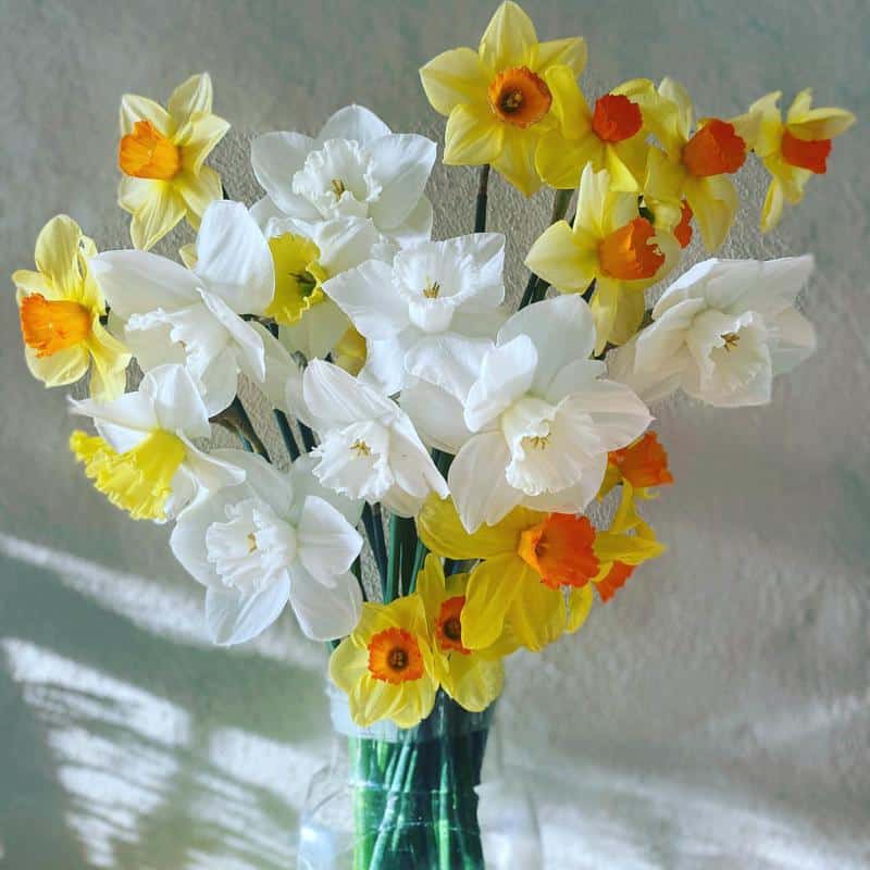 Daffodil Flowers That Symbolize Mother’s Day