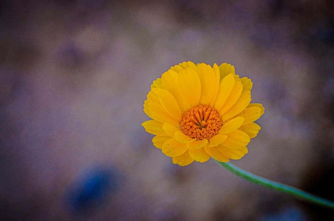 Desert Marigold Flower