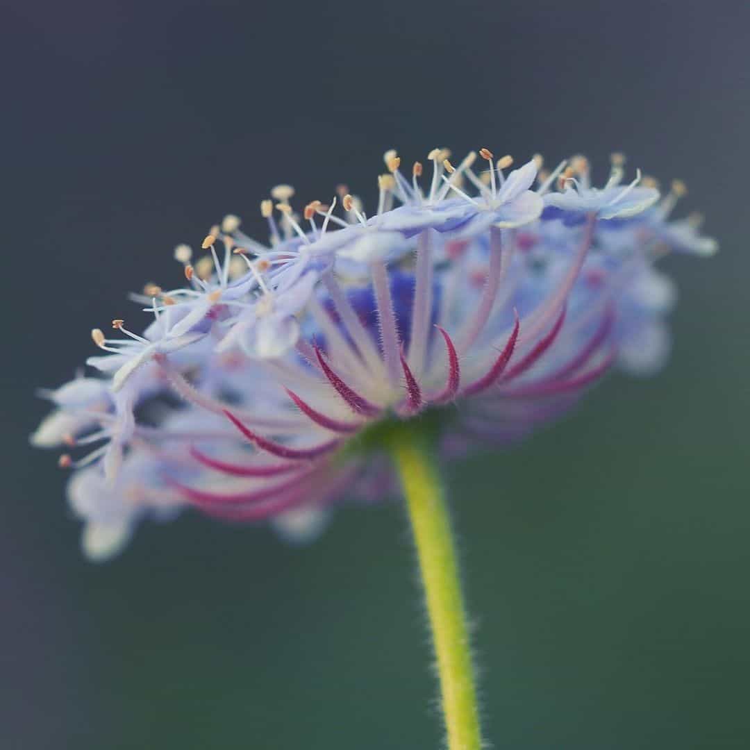 Didiscus Flower
