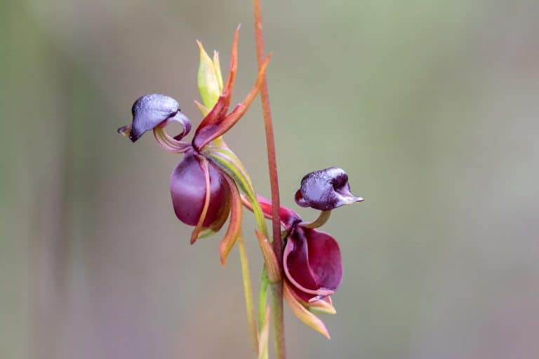 12 Fabulous Bird-like Flowers: See it to Believe it!