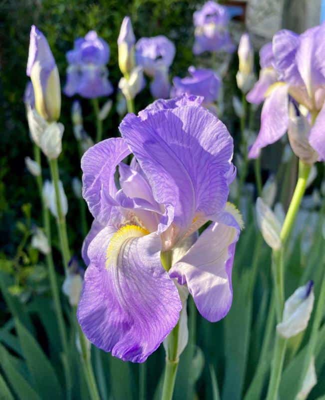 Iris Flowers That Symbolize Mother’s Day