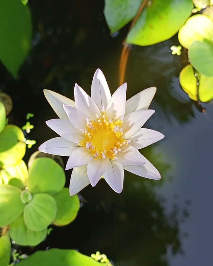 The Flowers Of Lotus