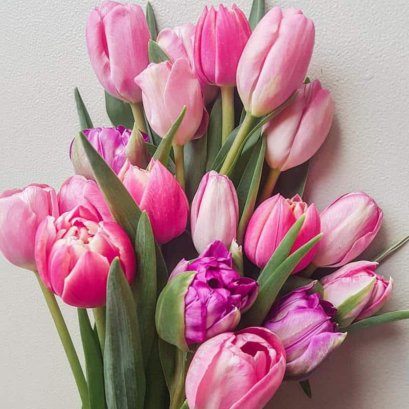 Tulips Flowers That Symbolize Mother’s Day