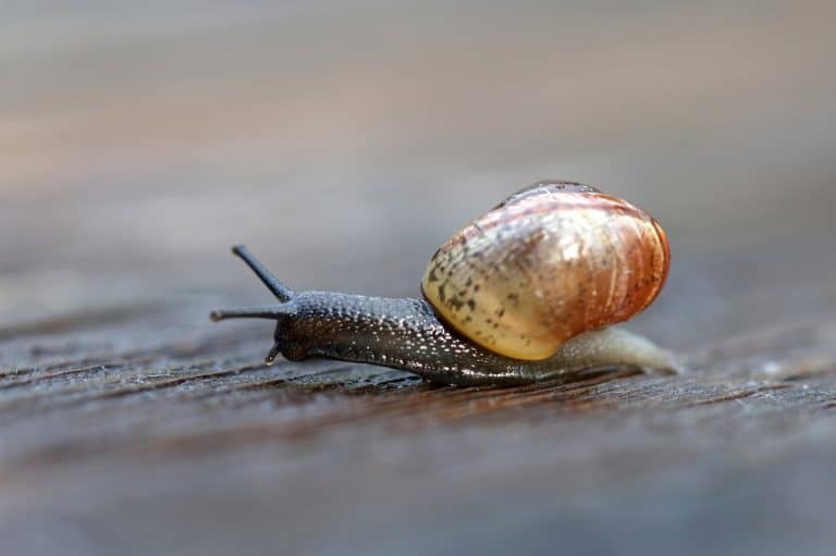 16 Different Types of Snails: Ultimate Guide (With Pictures)