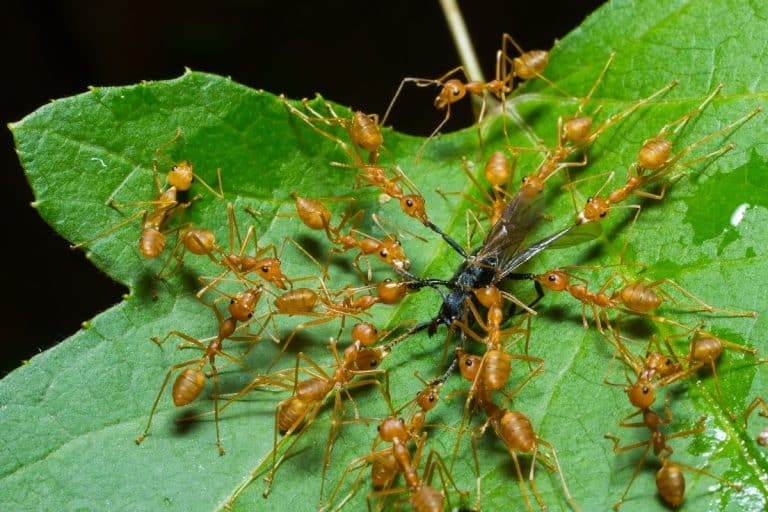 What Do Ants Eat: Insight Into Ants and Their Diet Preferences