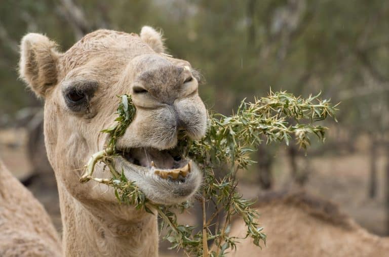 What Do Camels Eat? Discover The Secrets Of These Spectacular Survivors