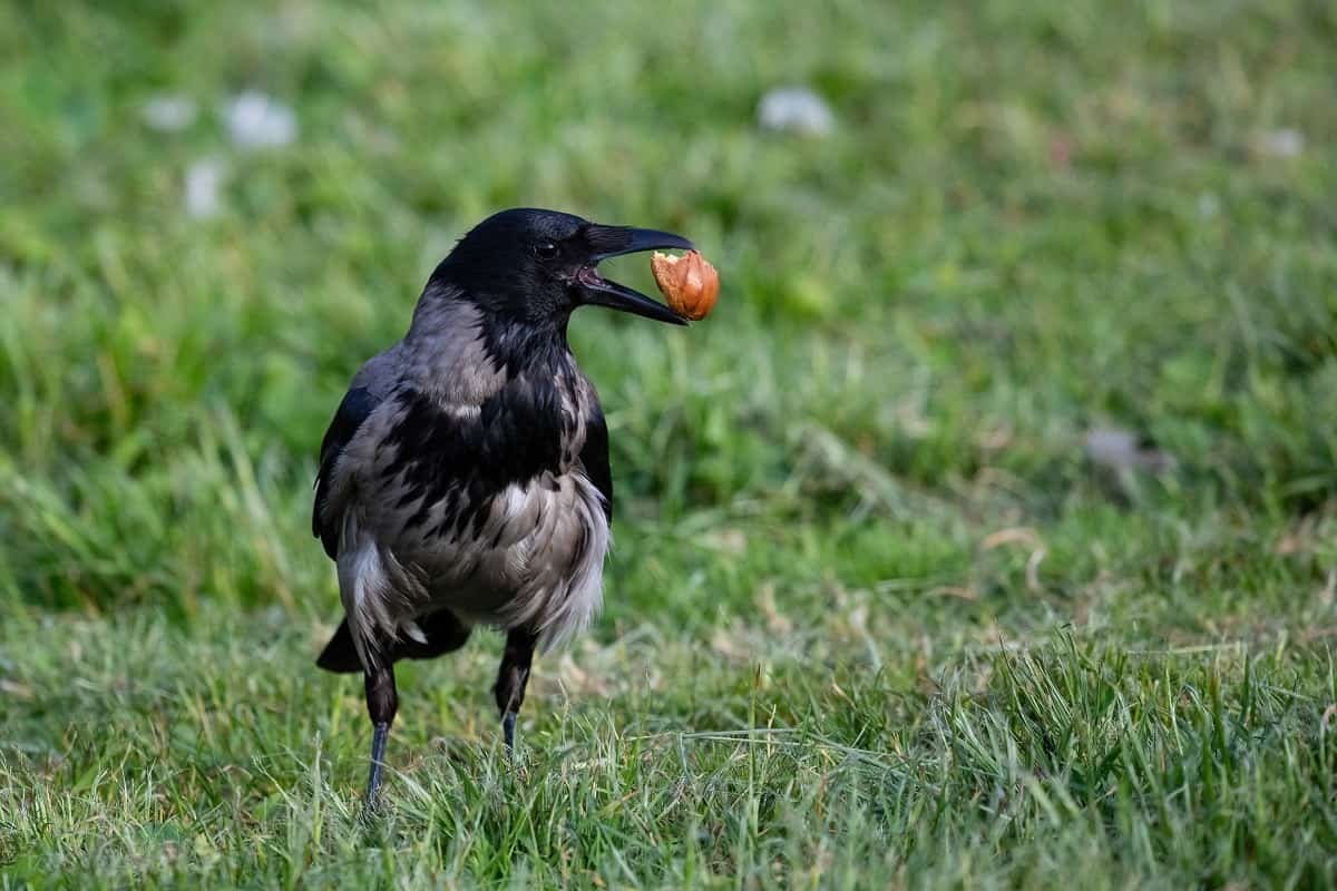 What Do Crows Eat