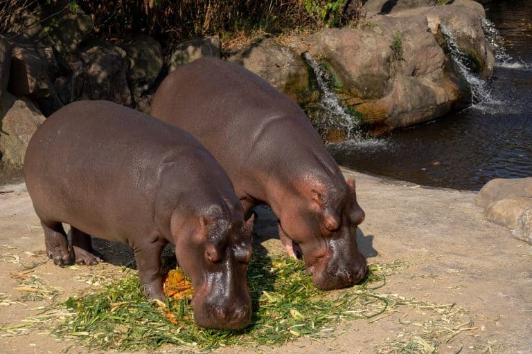 What Do Hippos Eat: Grazing and Scavenging