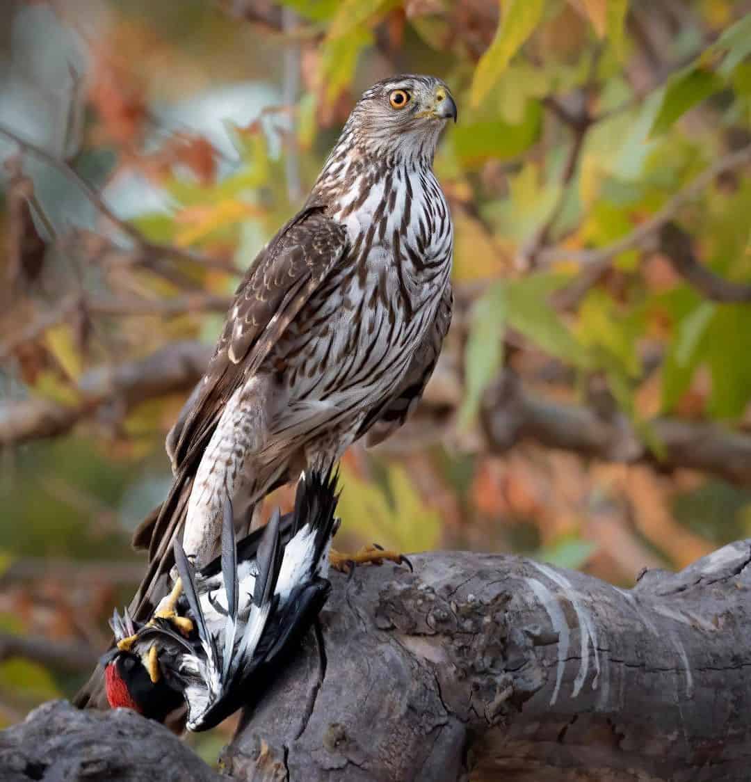 Cooper’s Hawk (Accipiter cooperii)