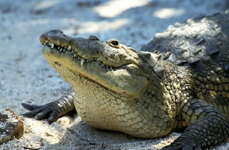 Morelet's Crocodile