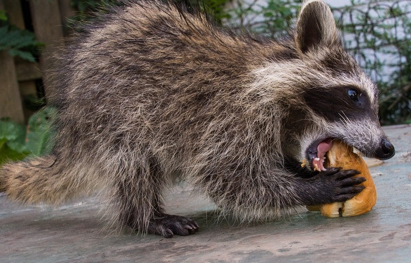 Nutrition of Raccoons - What Do Raccoons Eat