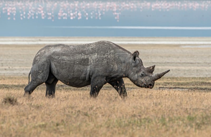 Nutritional Habits of and Facts About Black Rhinoceros