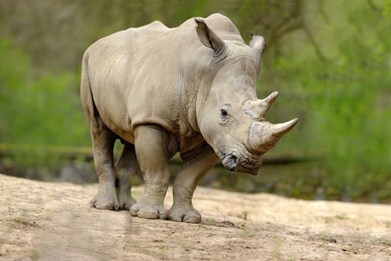 Nutritional Habits of and Facts About White Rhinoceros
