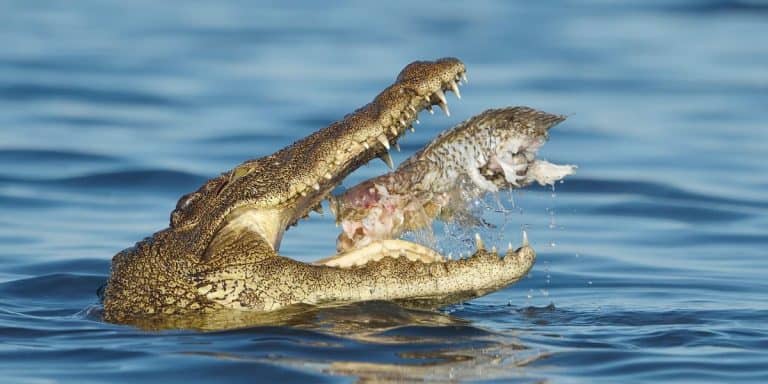 What Do Crocodiles Eat? How Do These Large Semi-Aquatic Reptiles Feed?