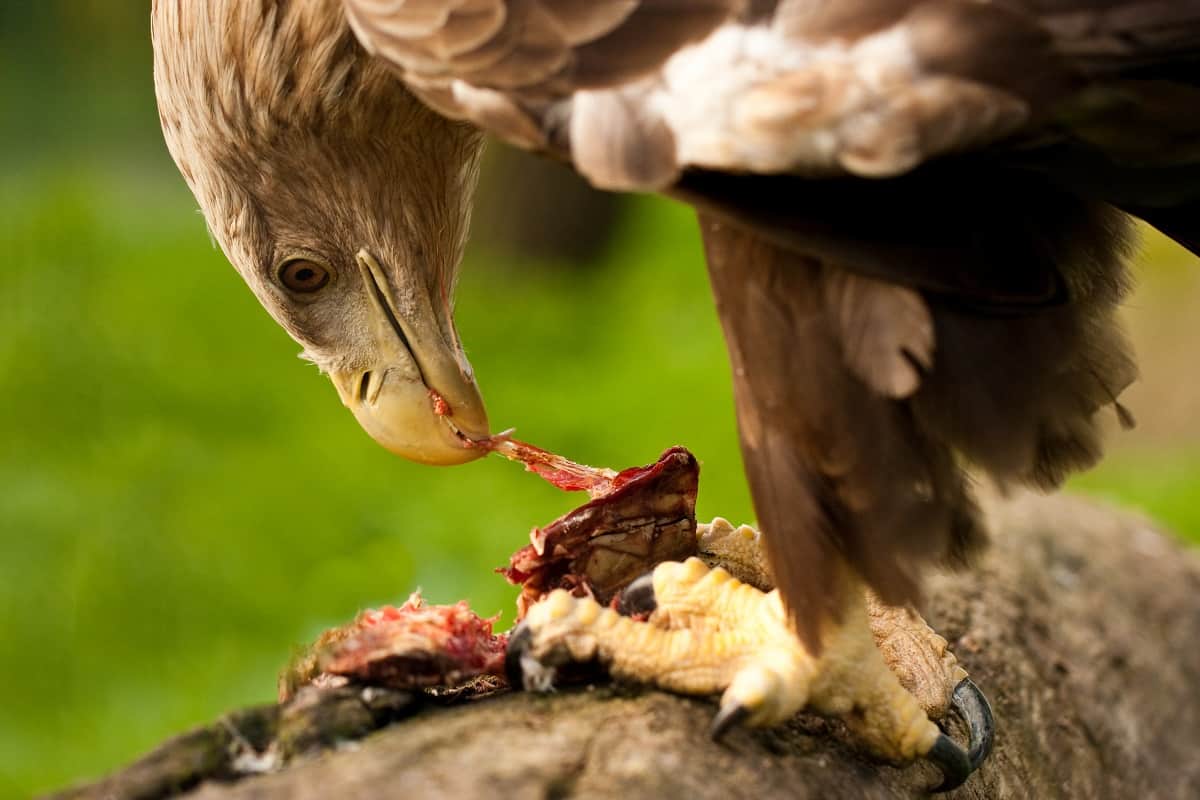 What Do Hawks Eat