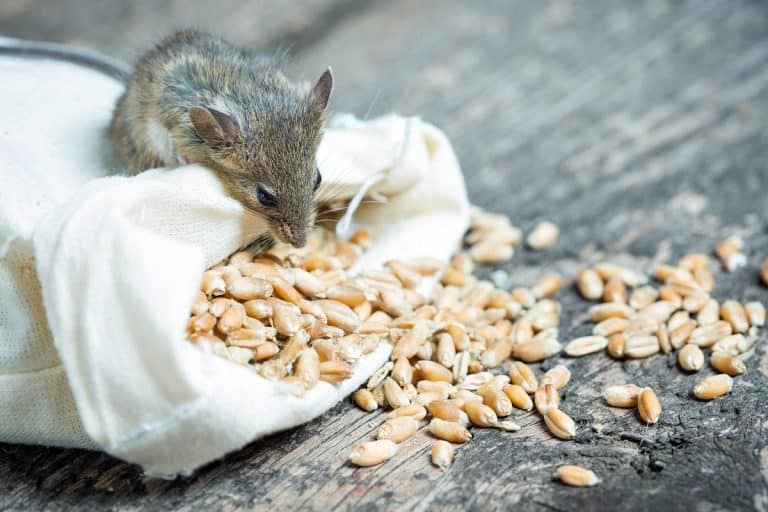 What Do Rats Eat: Feeding Habits of Rats