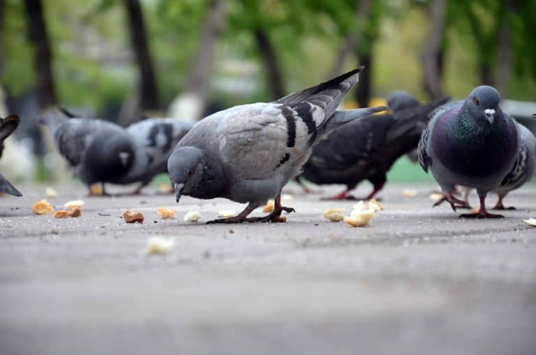 What do Pigeons Eat (Basic Facts And 101 Diet Guide)