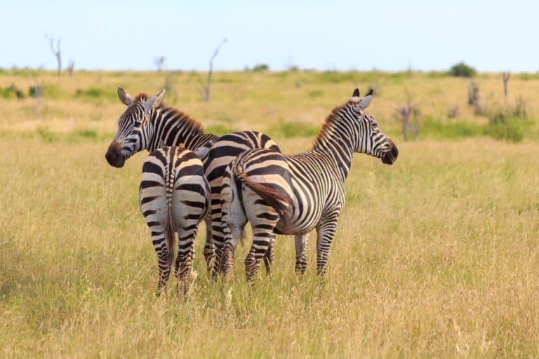 What Do Zebras Eat: How Do They Derive Their Nutrients?