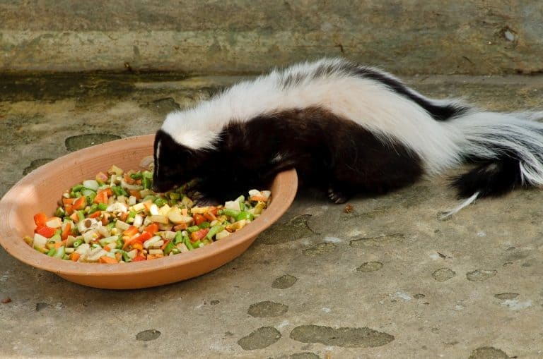 What Do Skunks Eat? Wild Vs. Pet Skunks Diet
