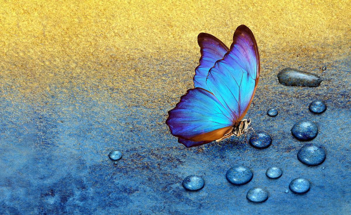 Blue Butterfly Symbolism