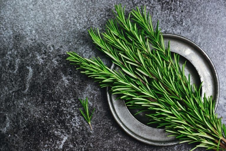Rosemary Spiritual Meaning: How to Utilize This Powerful Herb