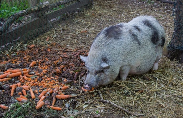 What Do Pigs Eat (And 6 Foods They Shouldn’t Eat)