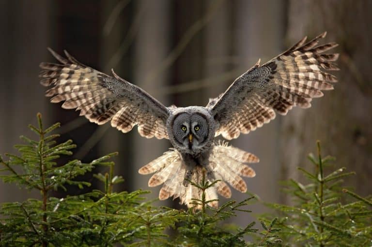 What Does It Mean When You See an Owl?